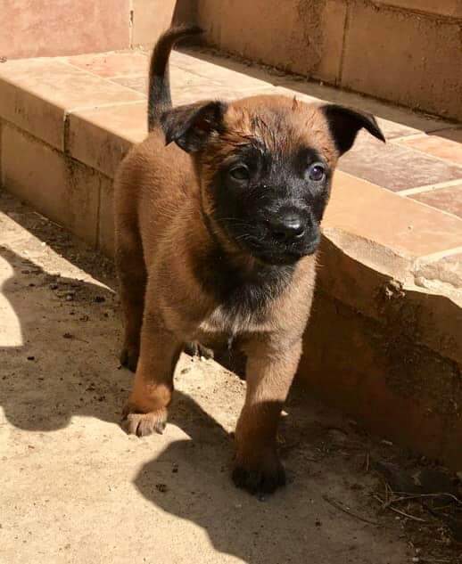 Elevage/Pension pour chiens D'Elle de la Crique — photo
