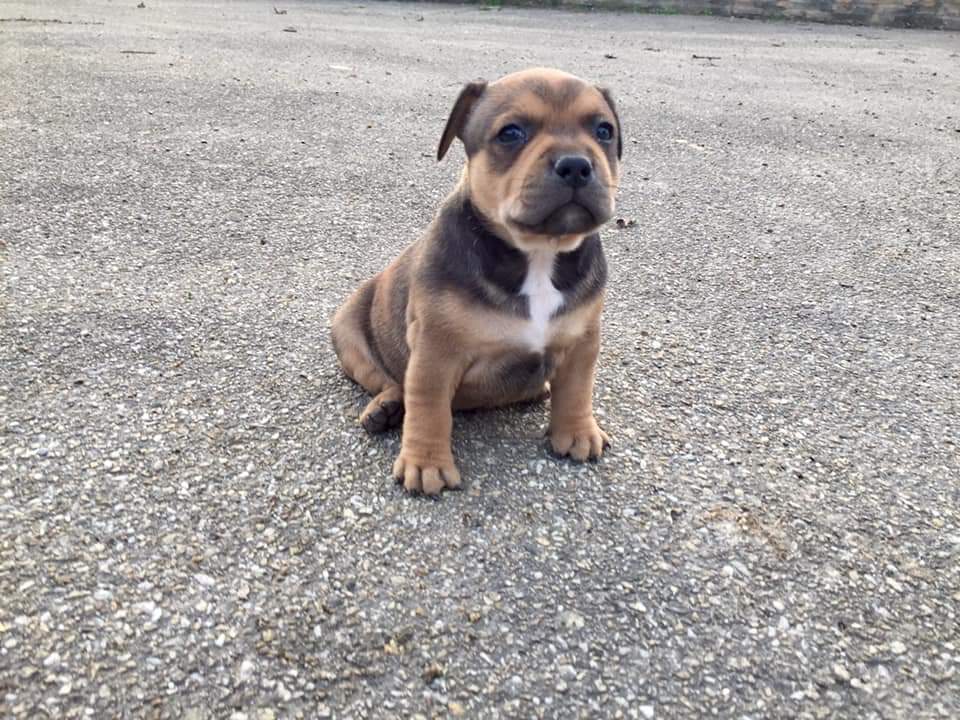 Elevage/Pension pour chiens D'Elle de la Crique — photo