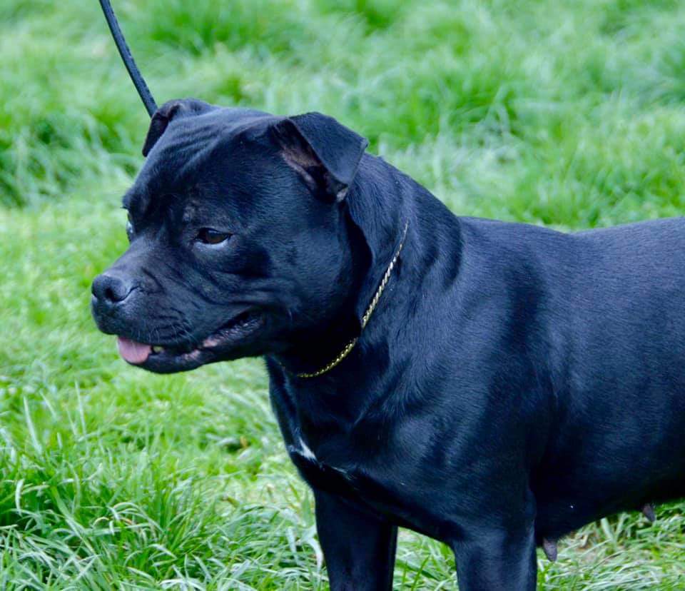 Elevage/Pension pour chiens D'Elle de la Crique — photo
