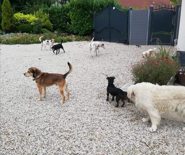 Pension Canine Elliot et Compagnie