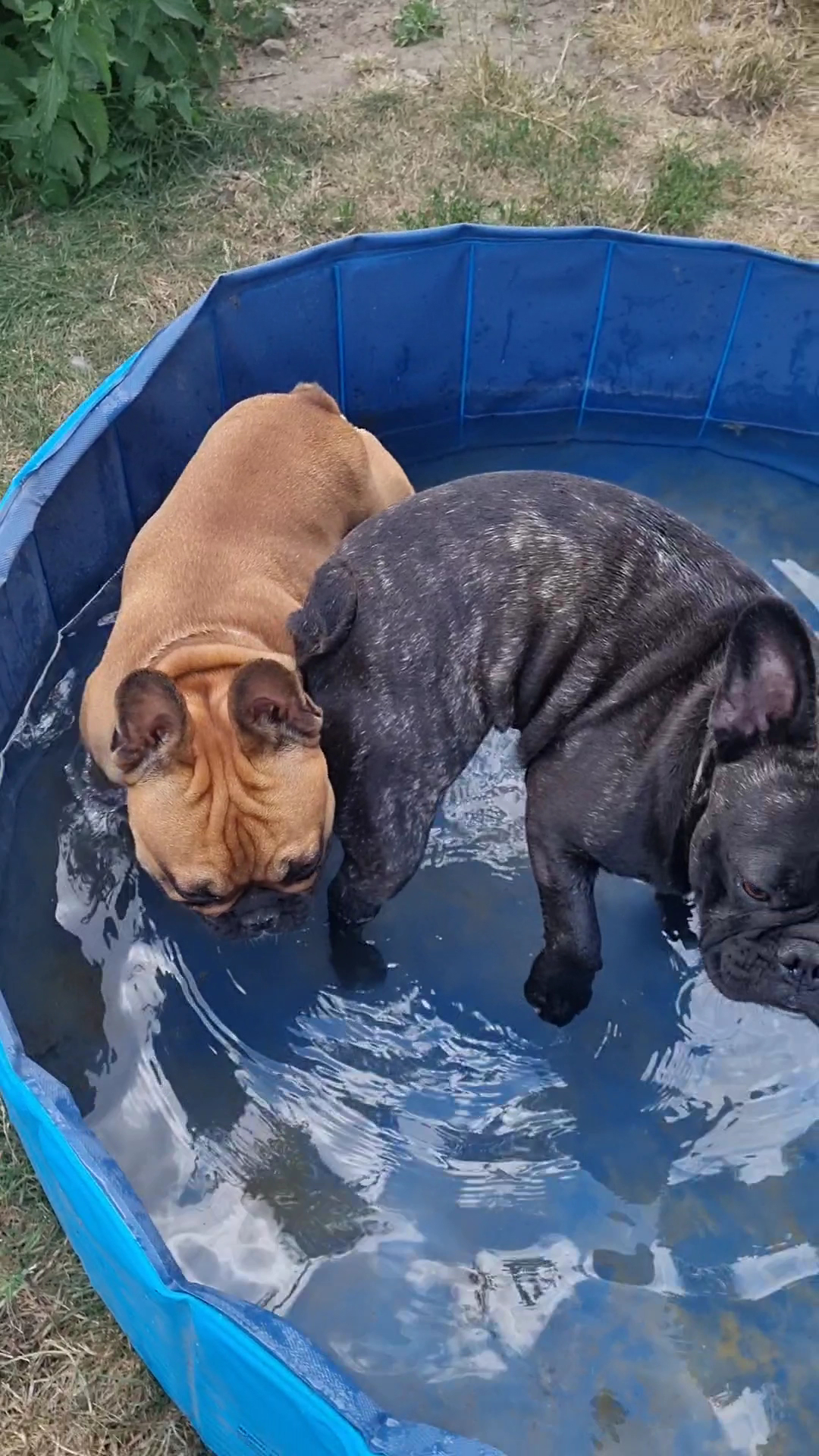 Pension Canine Elliot et Compagnie — photo