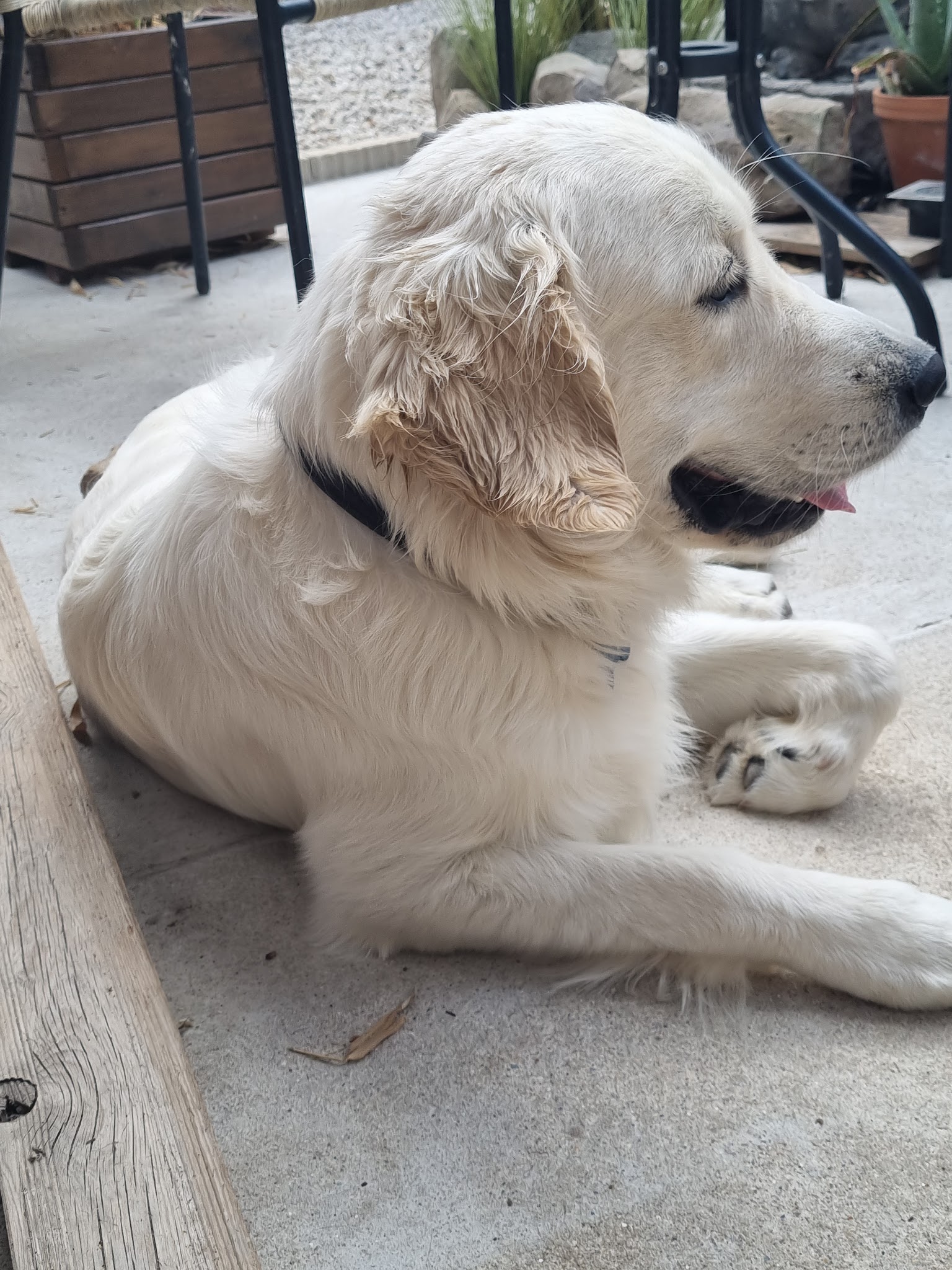 Pension Canine Elliot et Compagnie — photo