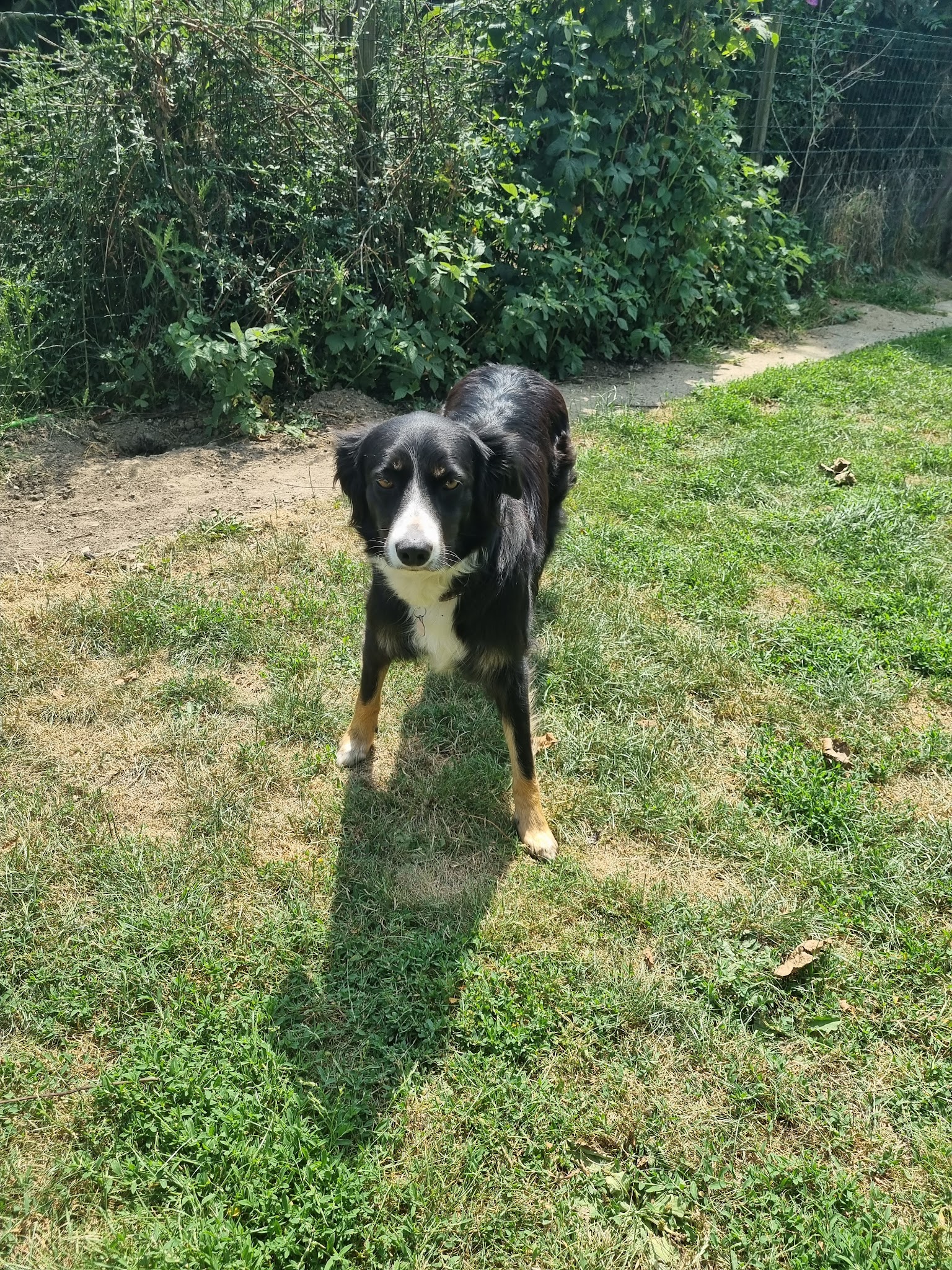 Pension Canine Elliot et Compagnie — photo