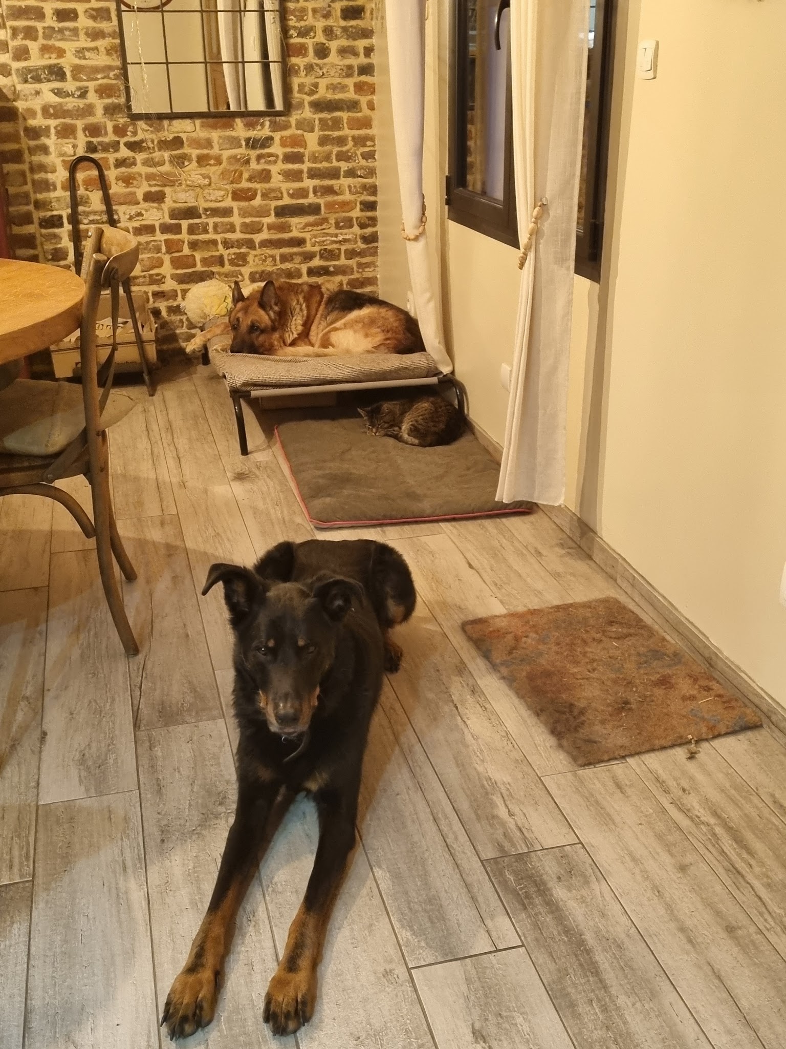 Pension Canine Elliot et Compagnie — photo