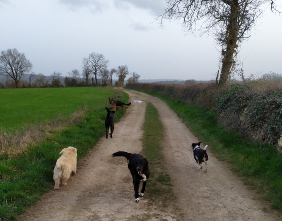 Dog's Empathy 12 — photo