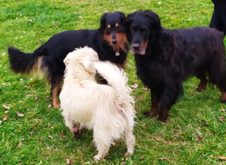 Dog's Empathy 12 — photo