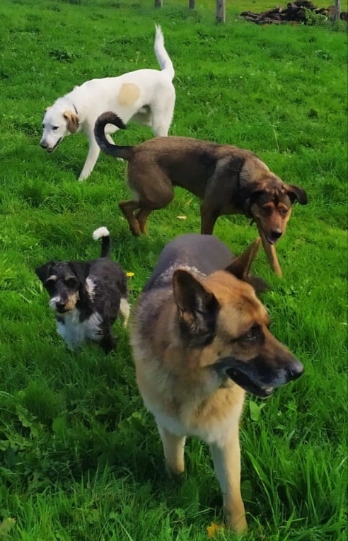 Dog's Empathy 12 — photo