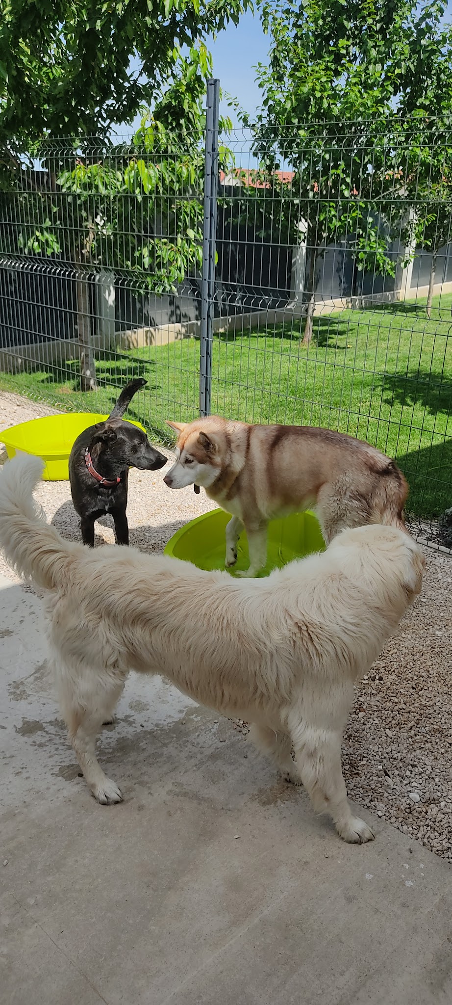 Instant Animal — photo