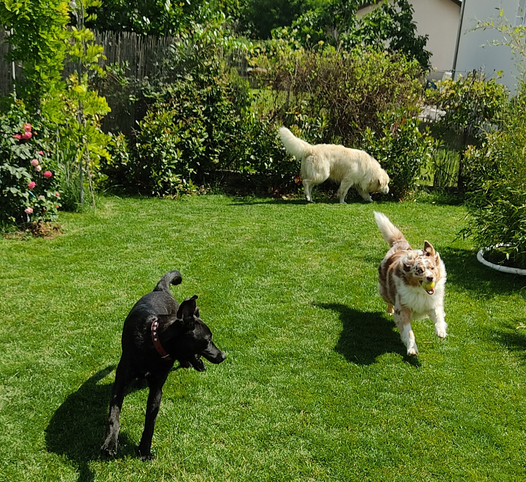 Instant Animal — photo