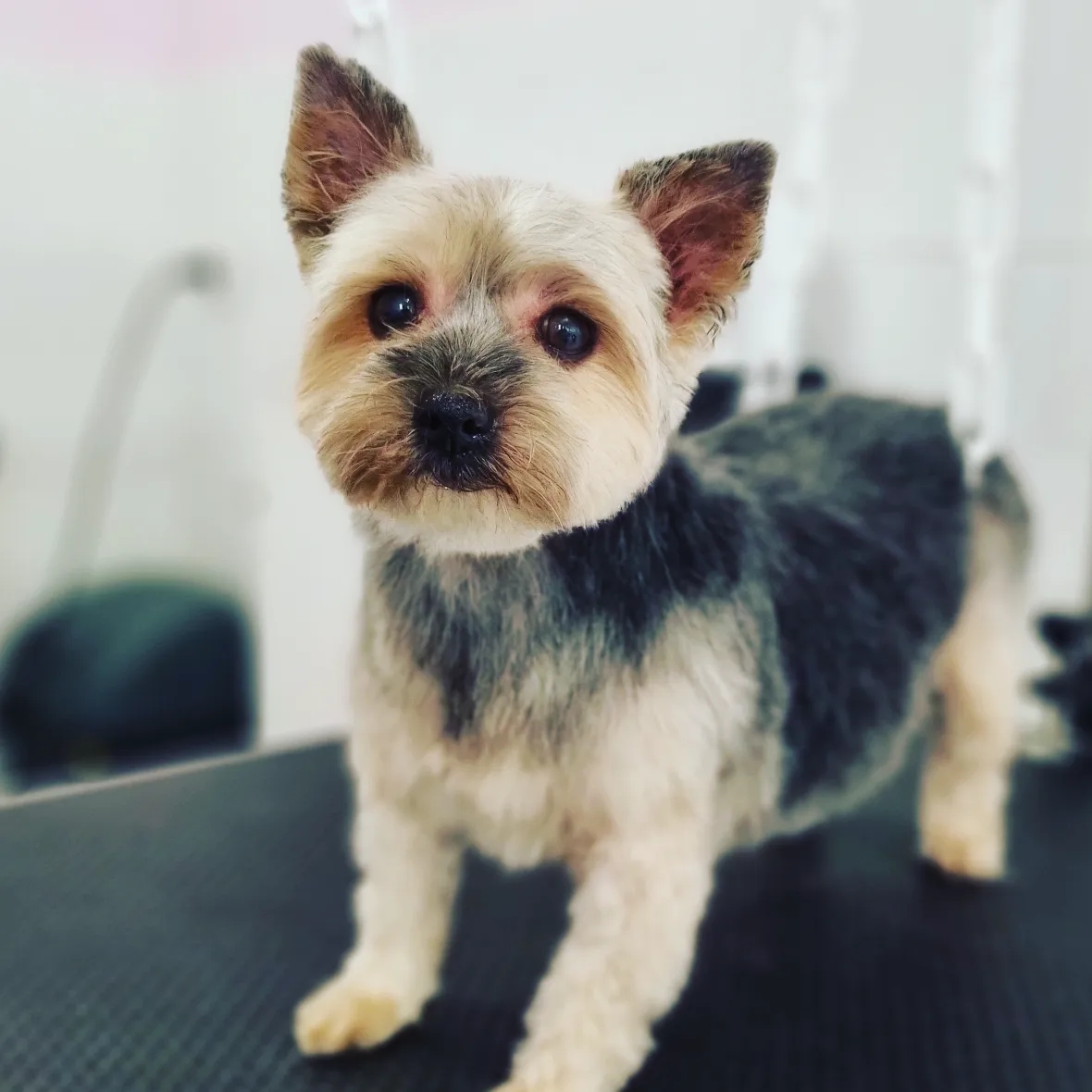 Chez Calinou toilettage chat et chien — photo