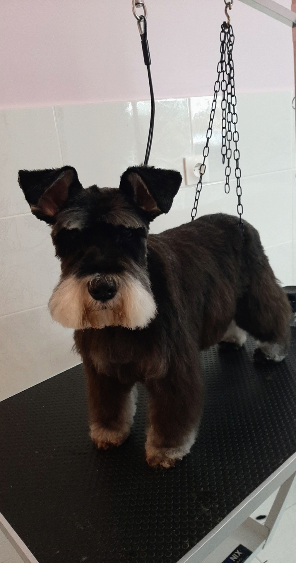 Chez Calinou toilettage chat et chien — photo