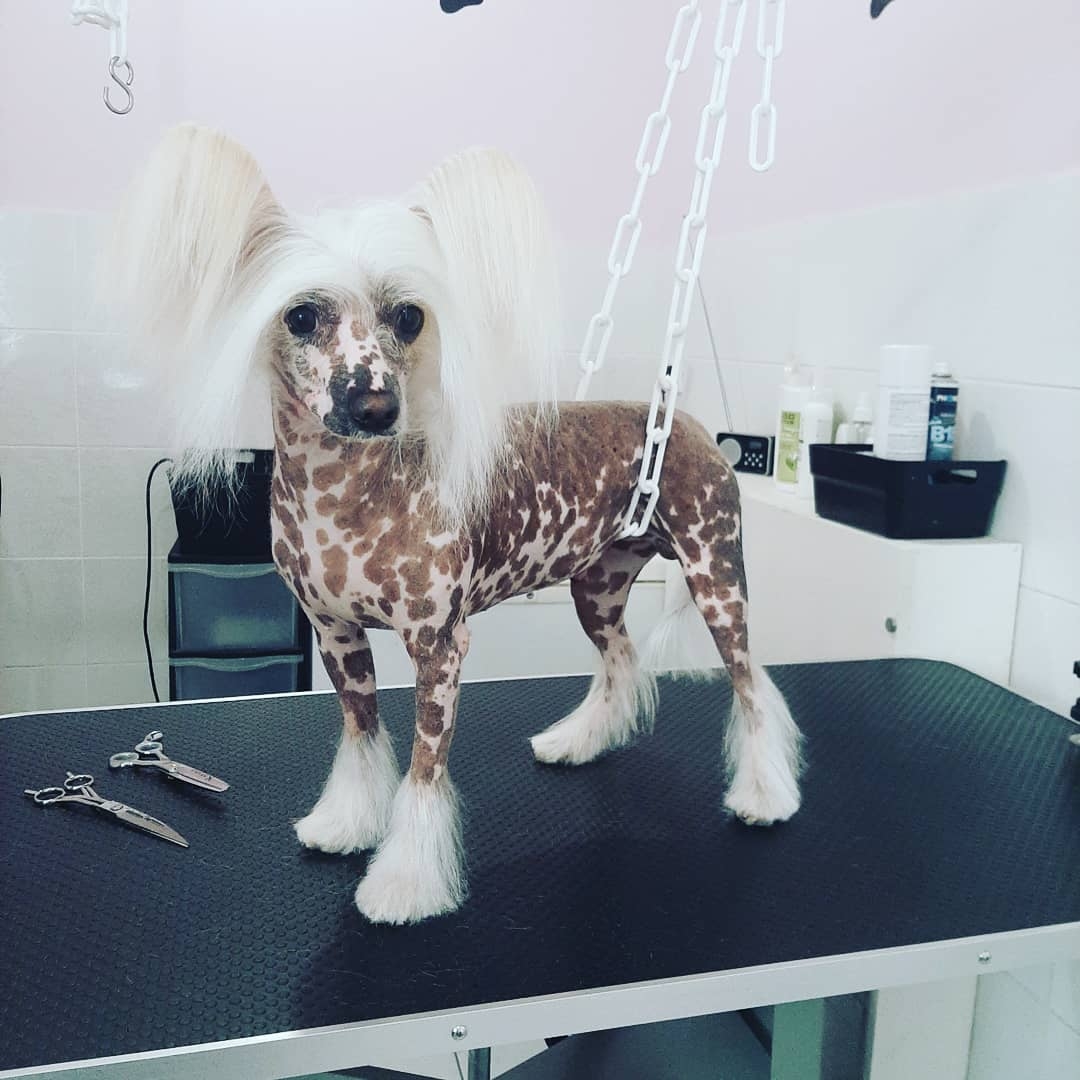 Chez Calinou toilettage chat et chien — photo