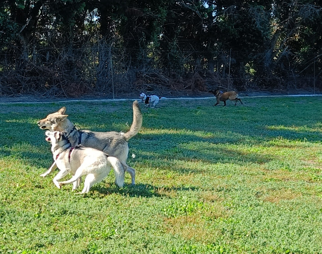 Dog Académie