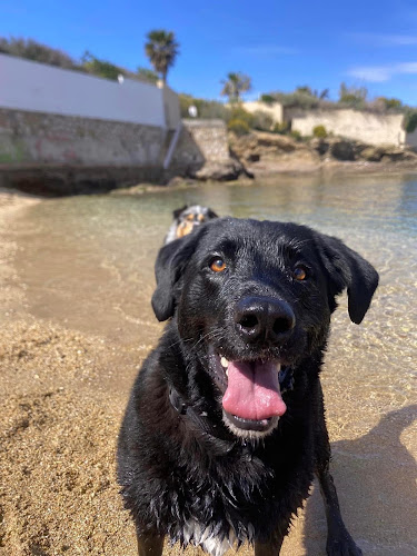 Cat-sitting var service de garde privée chats chiens