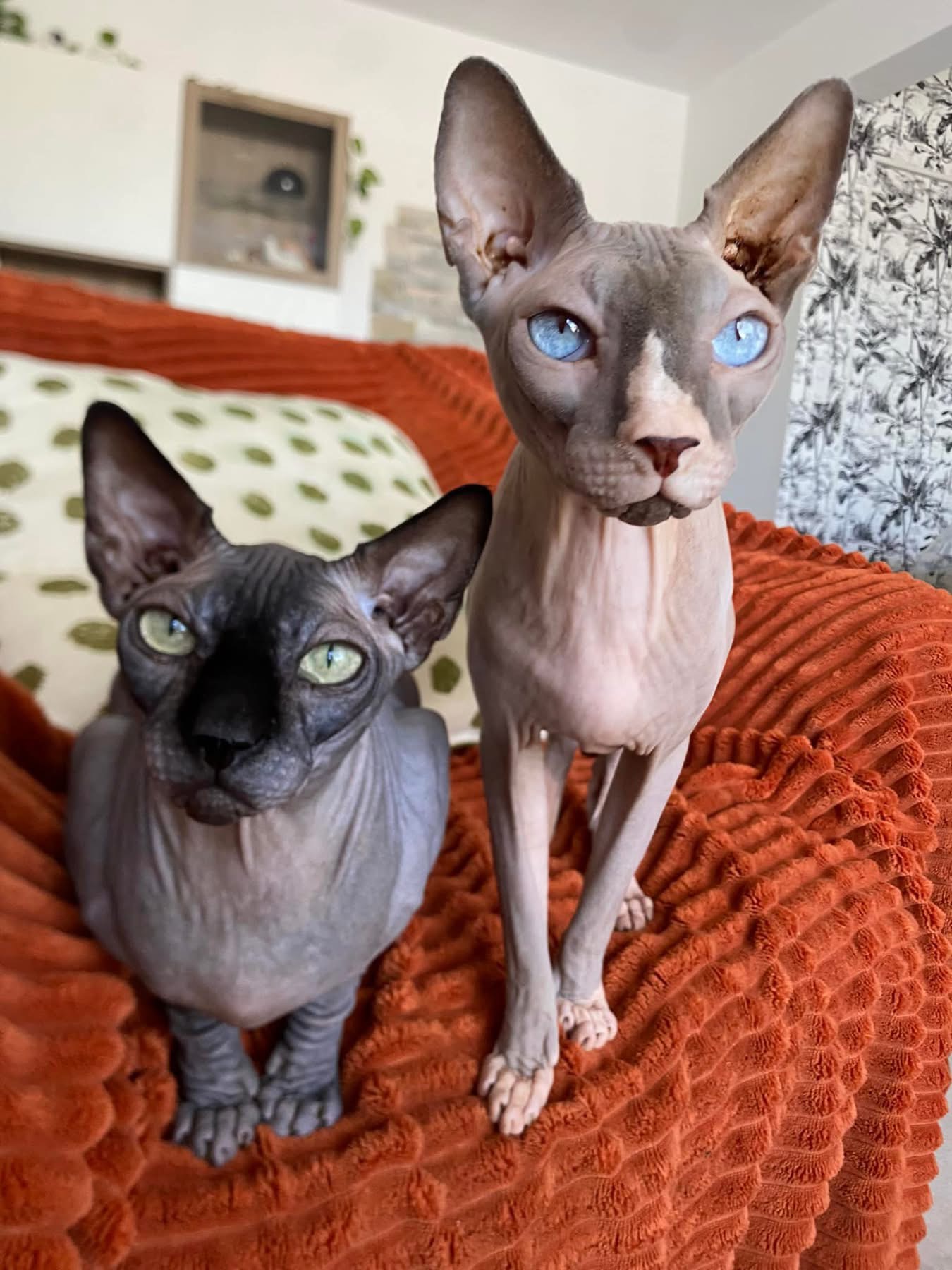Cat-sitting var service de garde privée chats chiens — photo