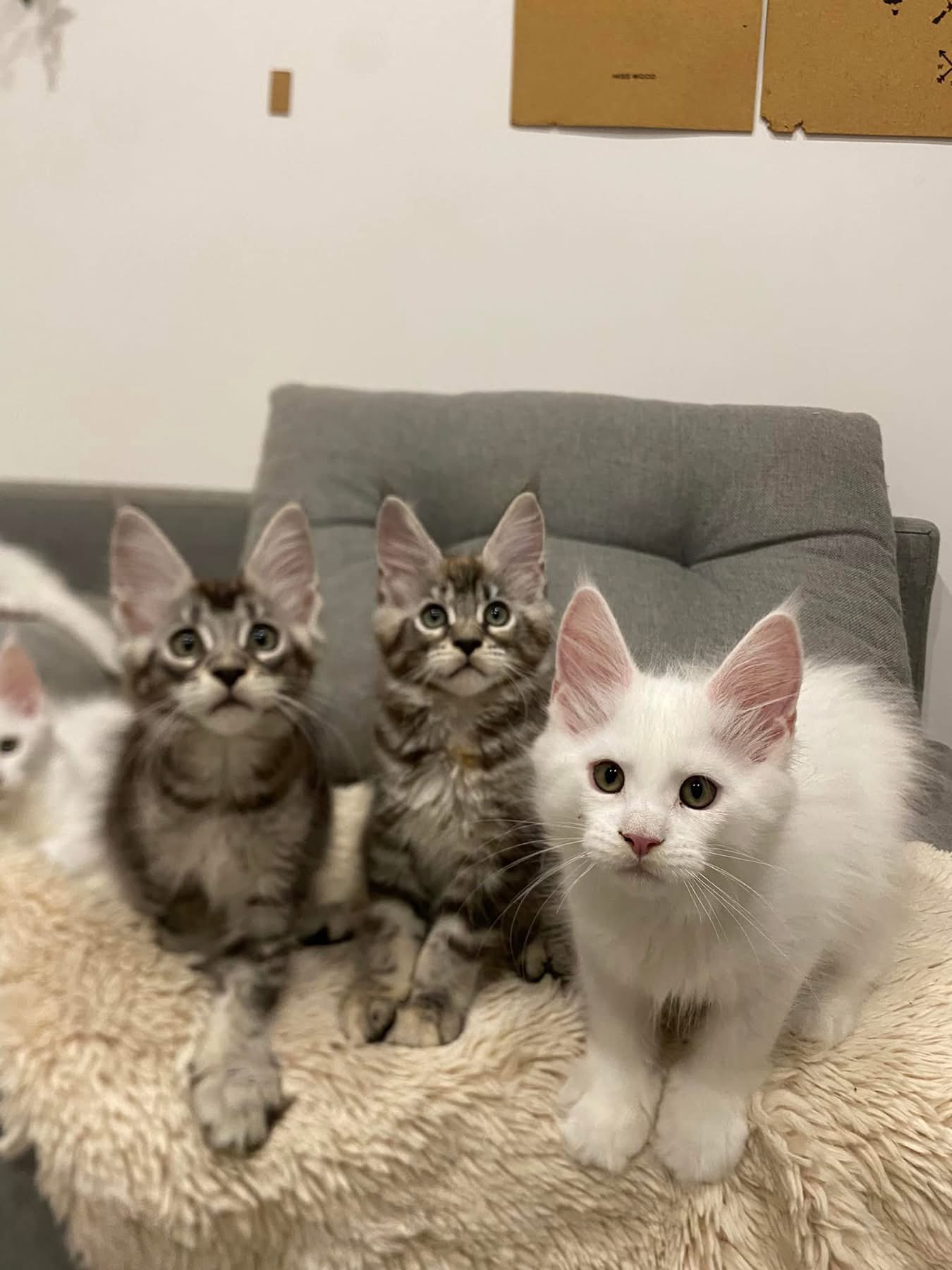 Cat-sitting var service de garde privée chats chiens — photo