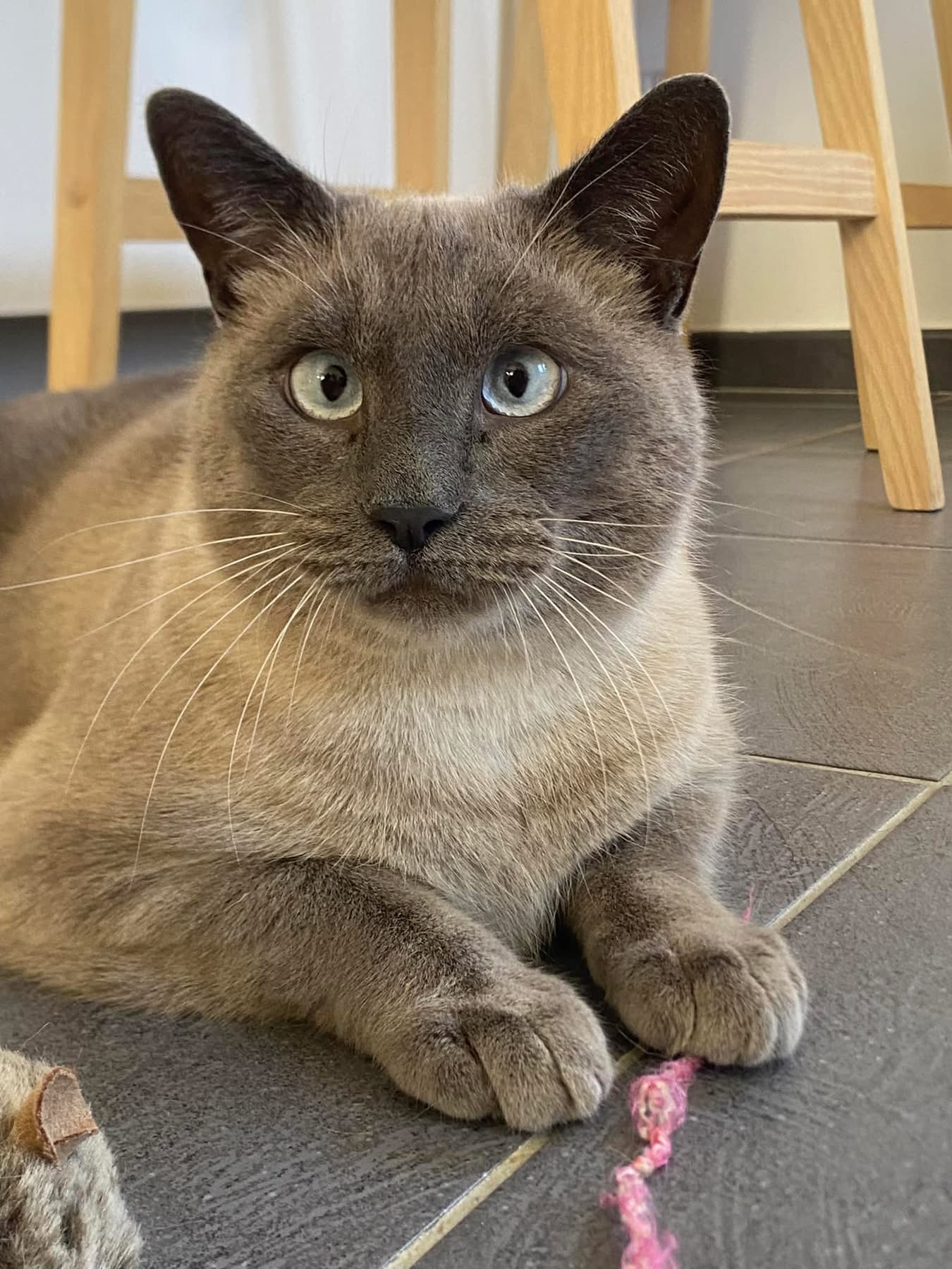 Cat-sitting var service de garde privée chats chiens — photo