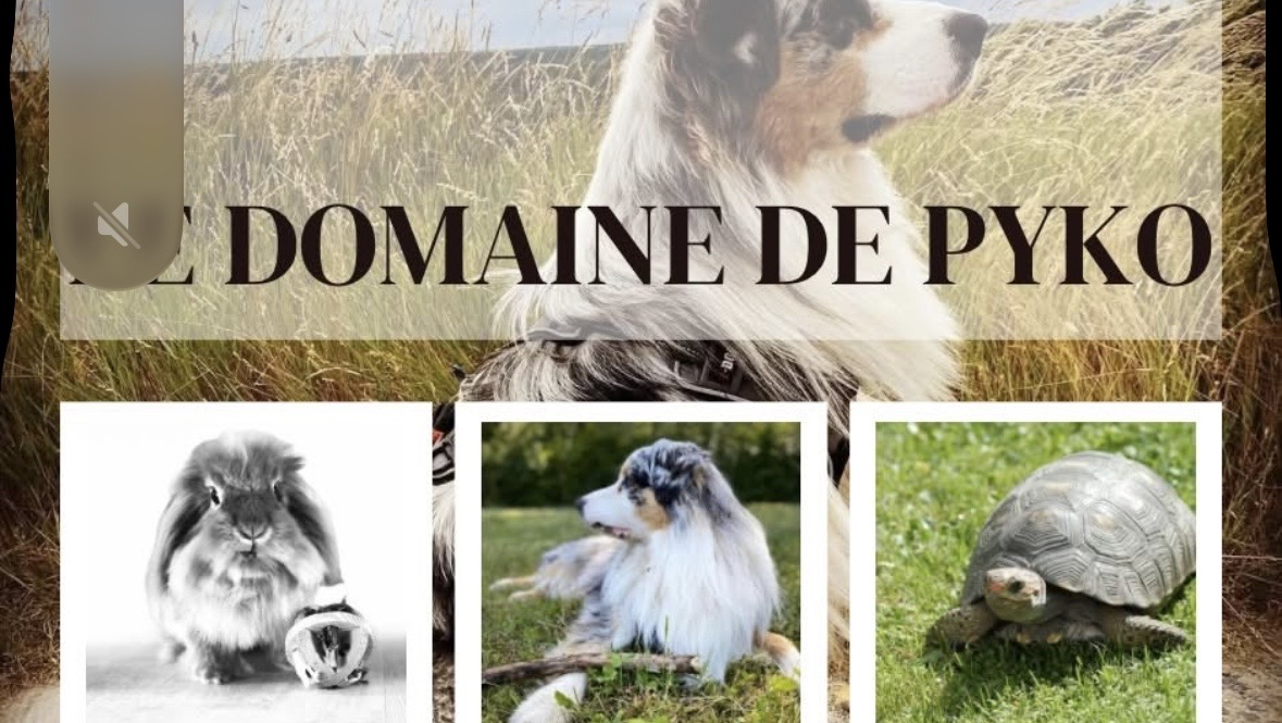 Le domaine de Pyko Pension canine — photo