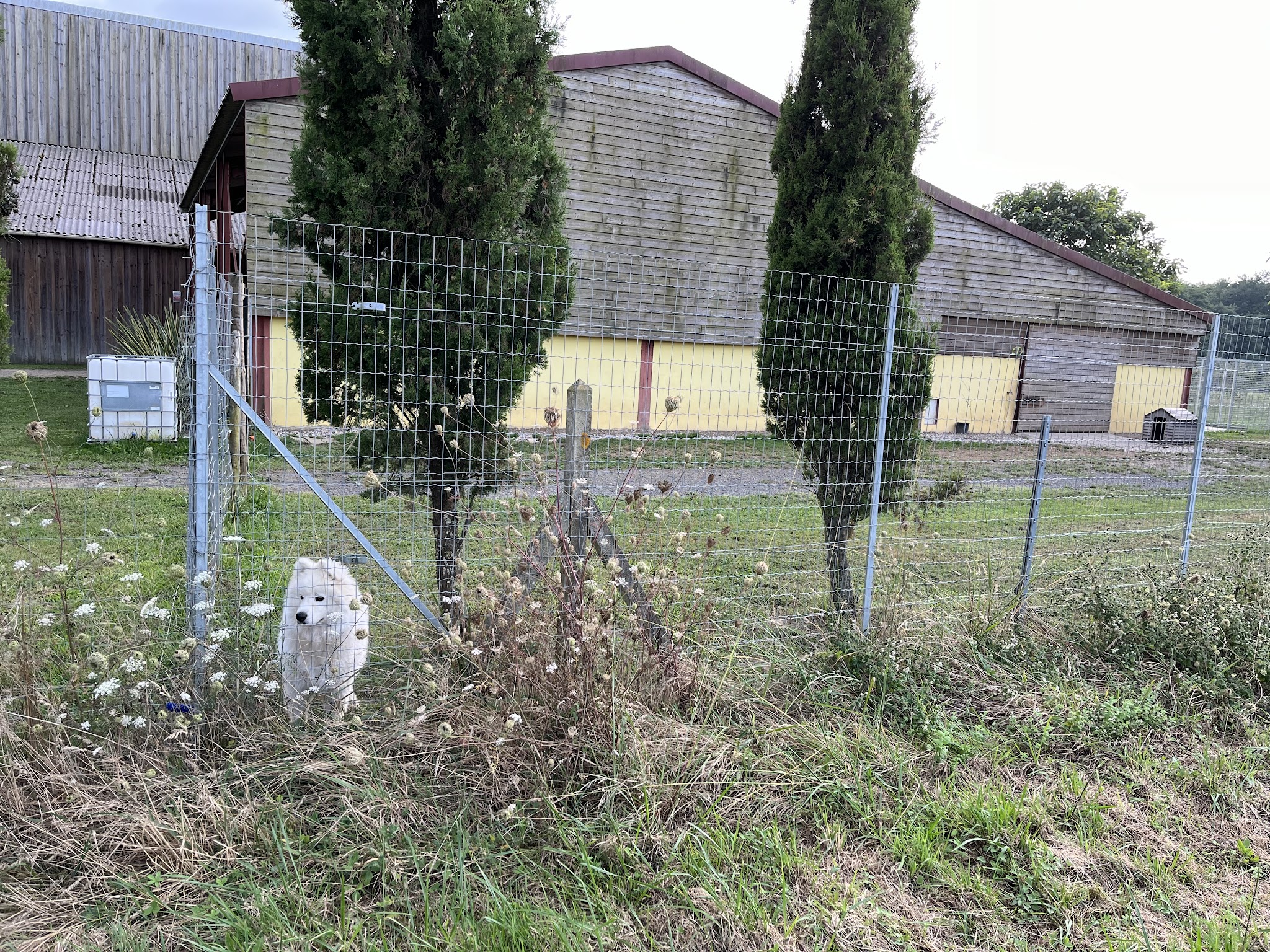 Pension canine de la Cuadrilla — photo
