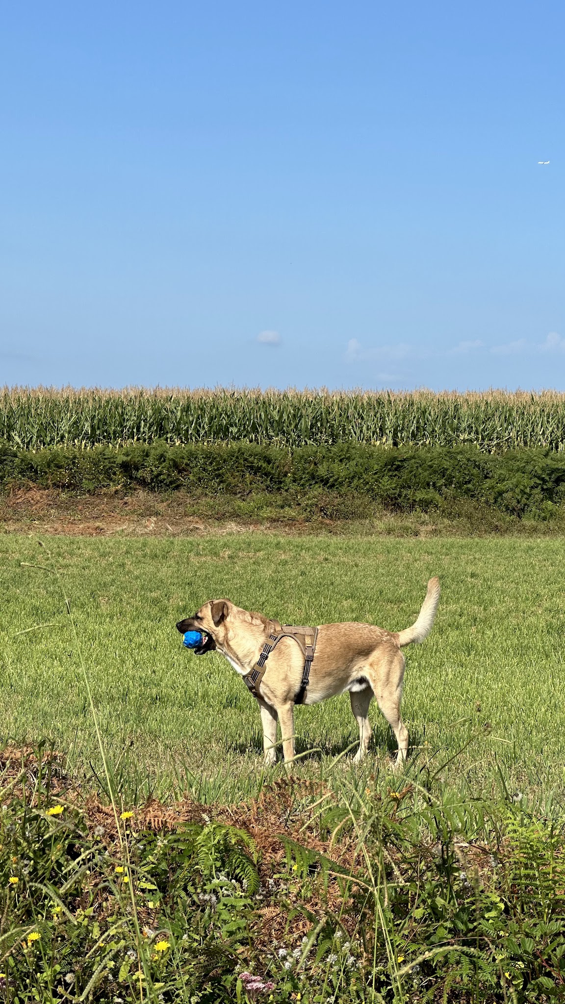 Pension canine de la Cuadrilla — photo
