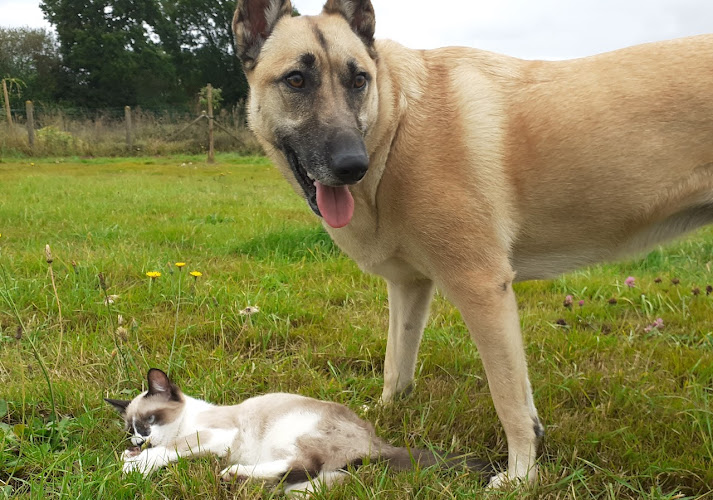 HYLLAND | Éducateur Canin • Formation • Pension