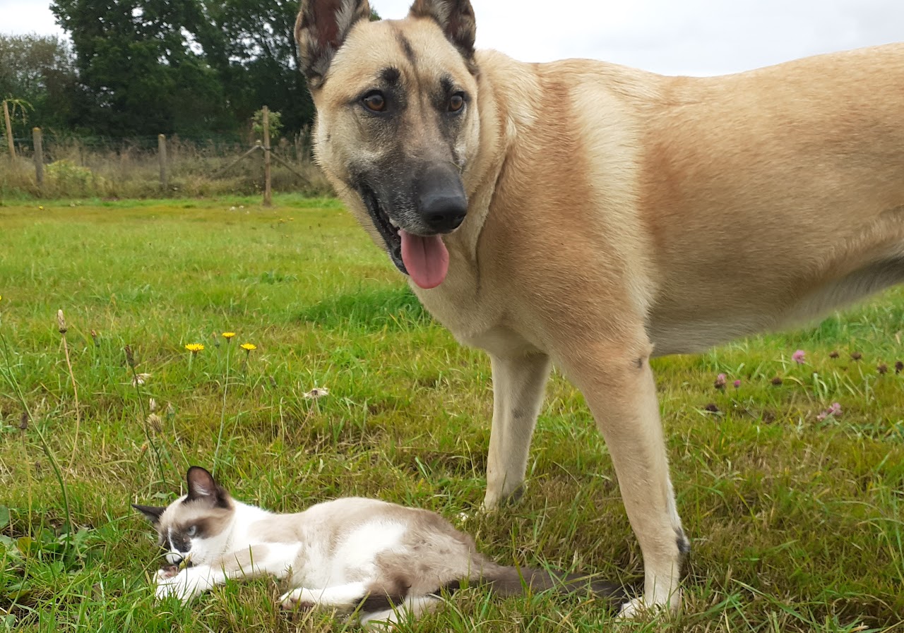 HYLLAND | Éducateur Canin • Formation • Pension — photo