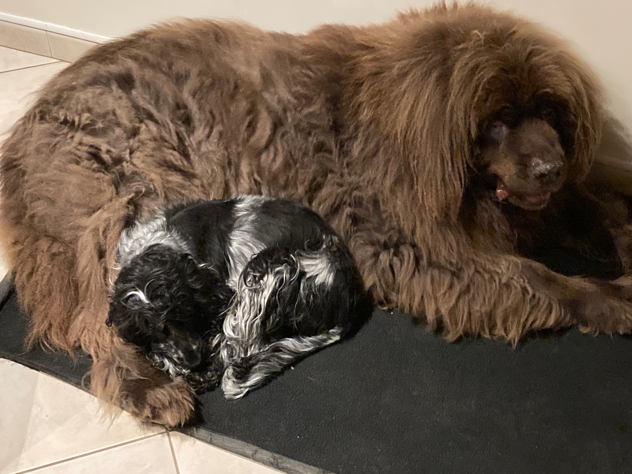 Au Jardin des Chiens — photo