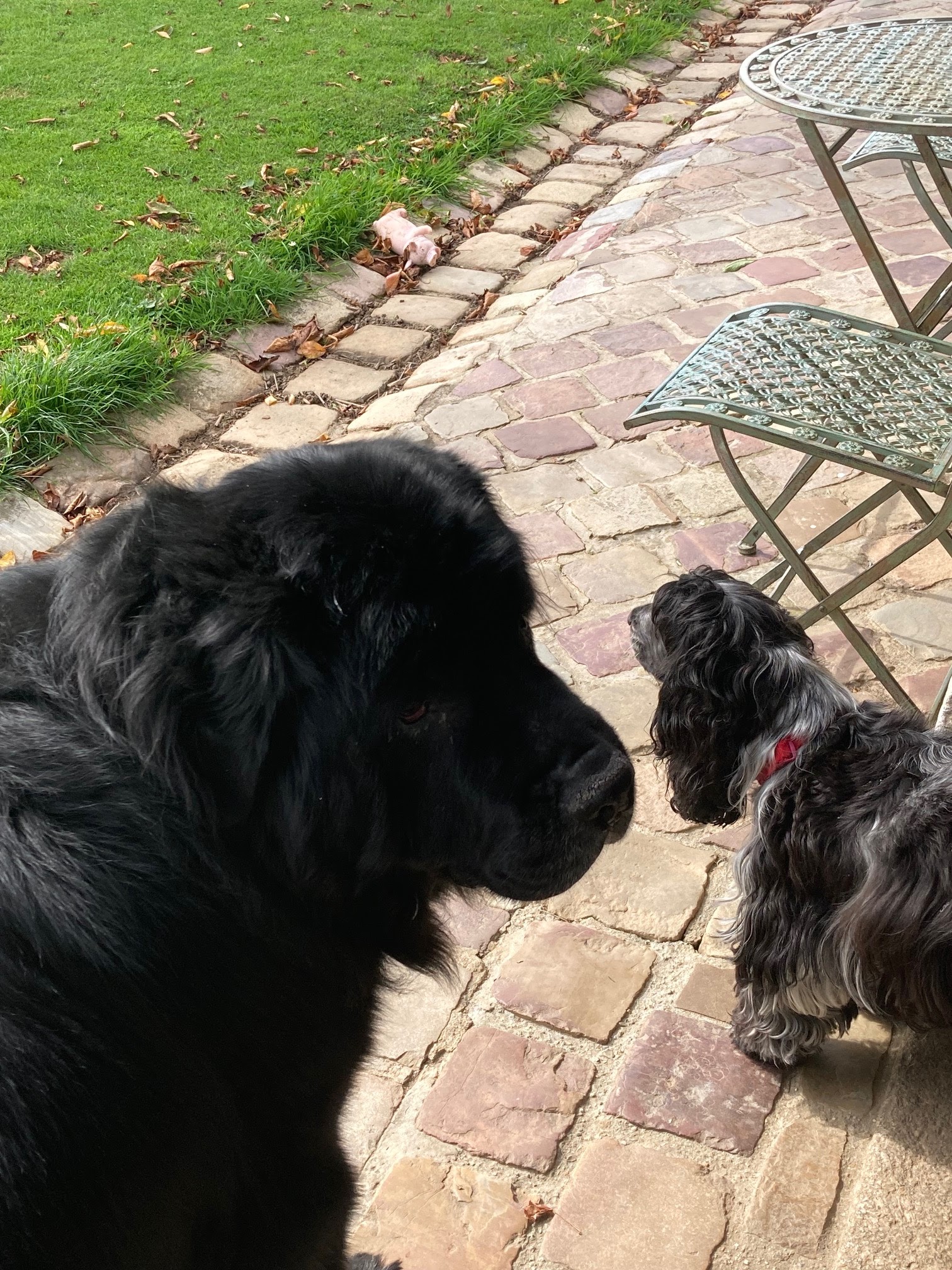 Au Jardin des Chiens — photo