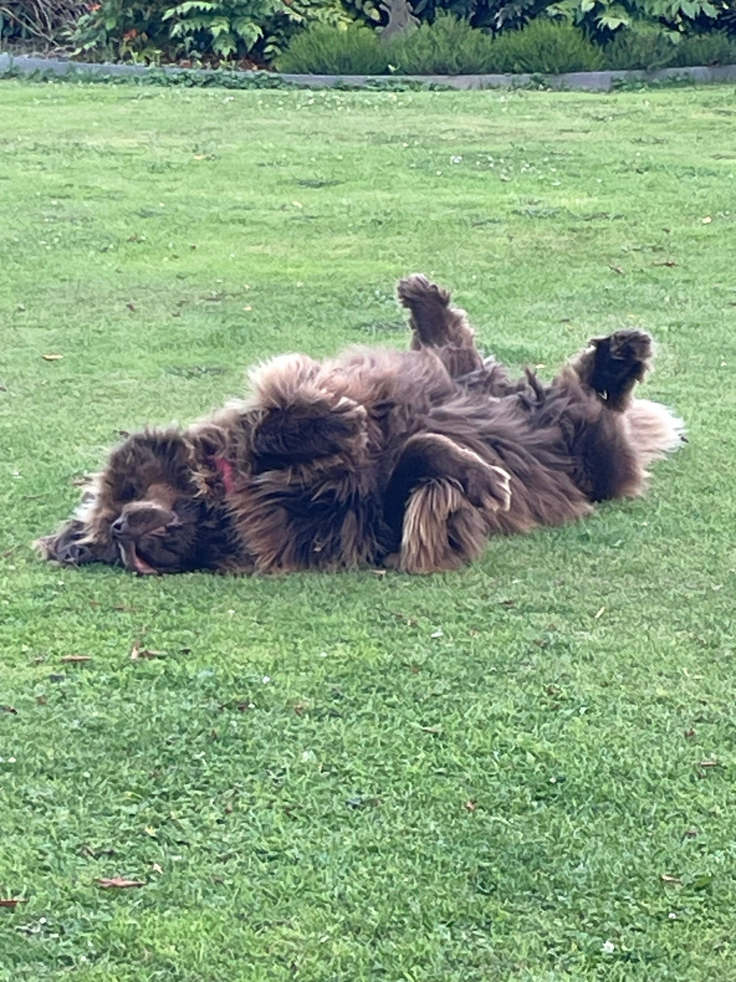 Au Jardin des Chiens — photo