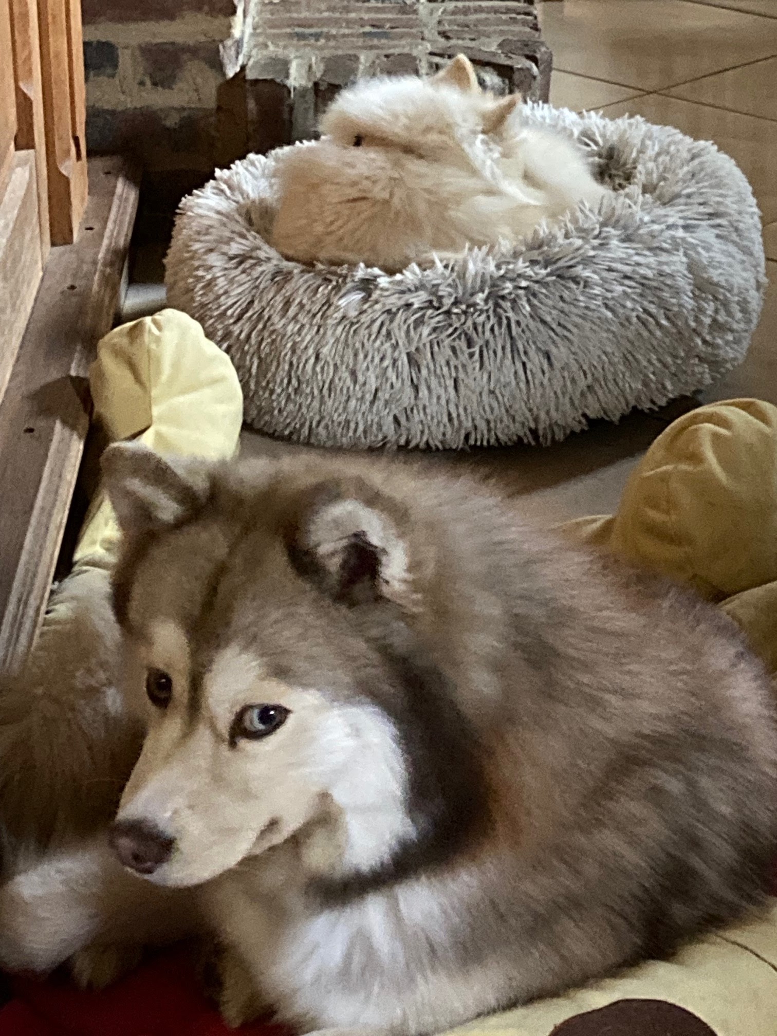 Au Jardin des Chiens — photo