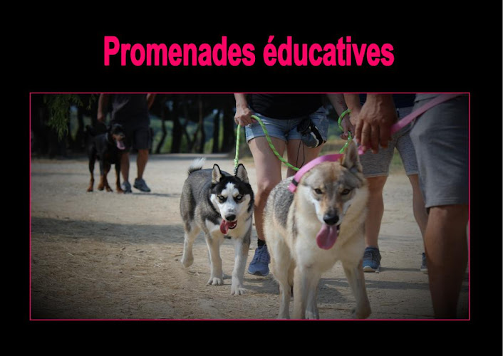 pension canine,educaninepro66, éducation dressage et formation canine