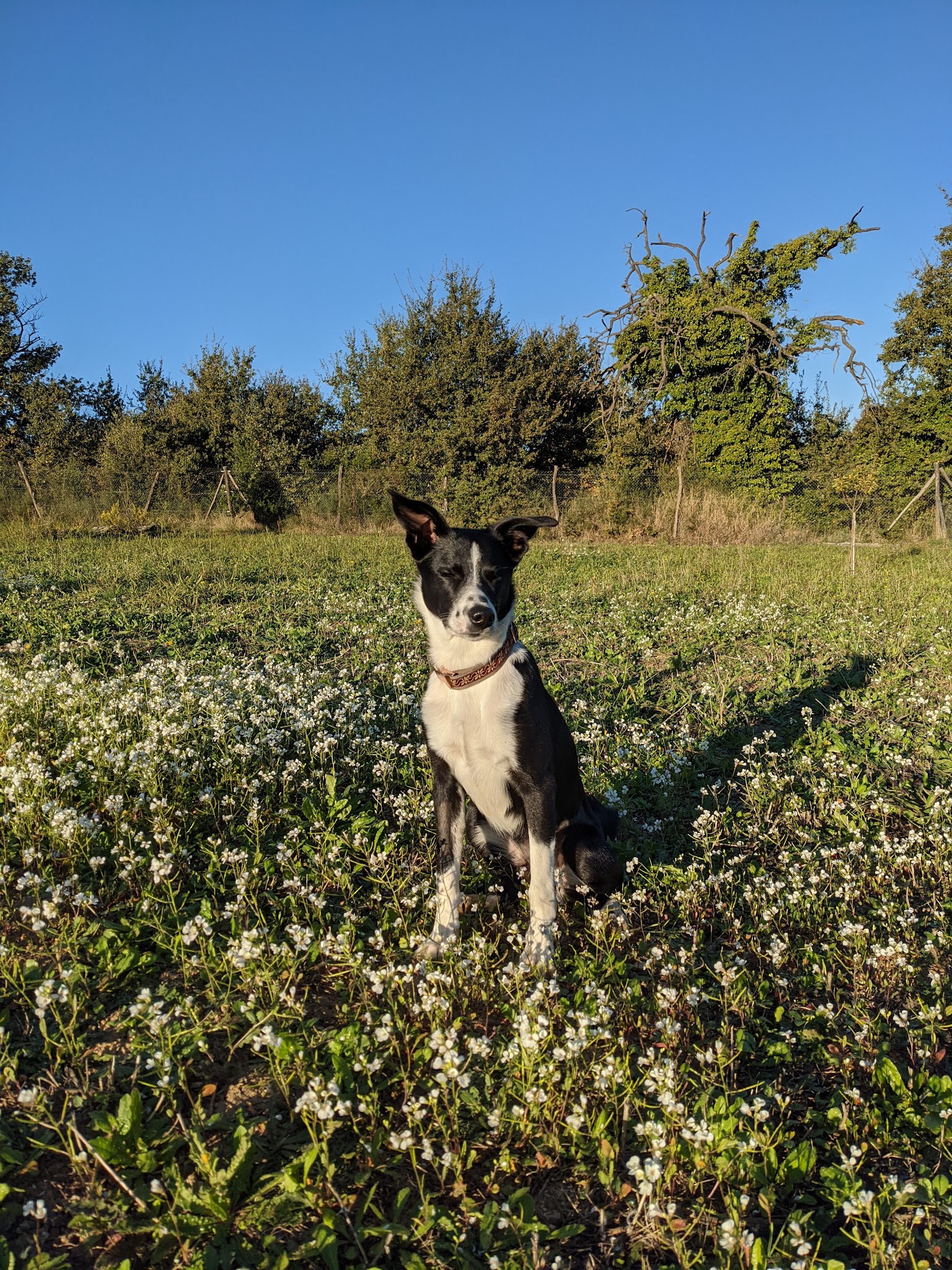pension canine,educaninepro66, éducation dressage et formation canine — photo