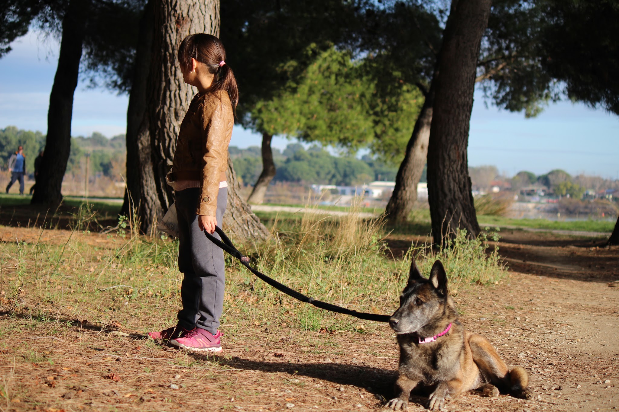 pension canine,educaninepro66, éducation dressage et formation canine — photo