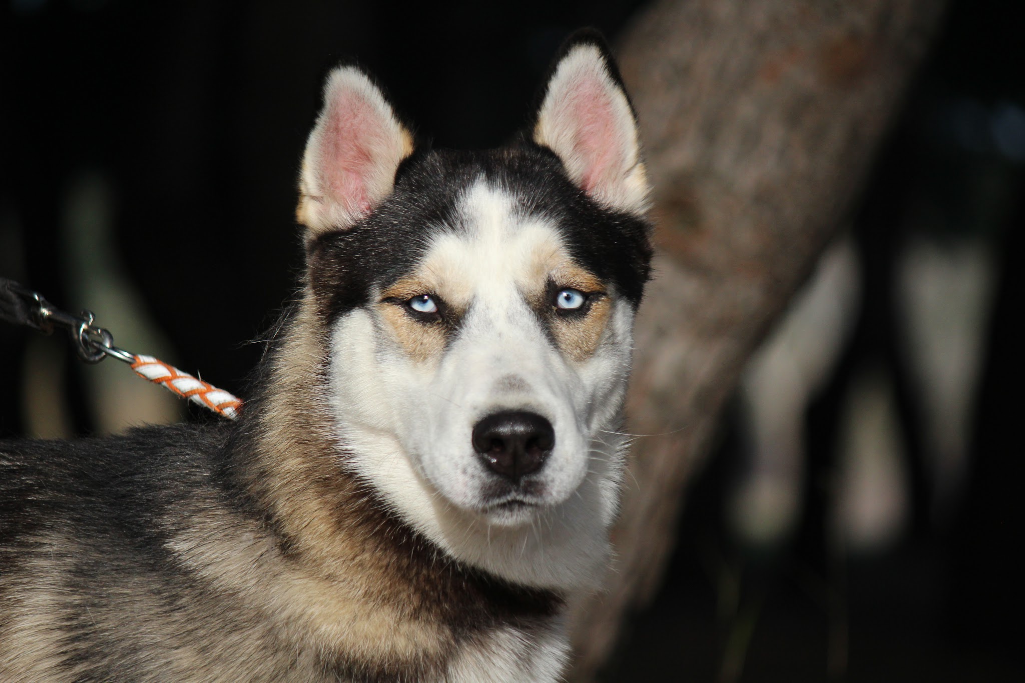 pension canine,educaninepro66, éducation dressage et formation canine — photo