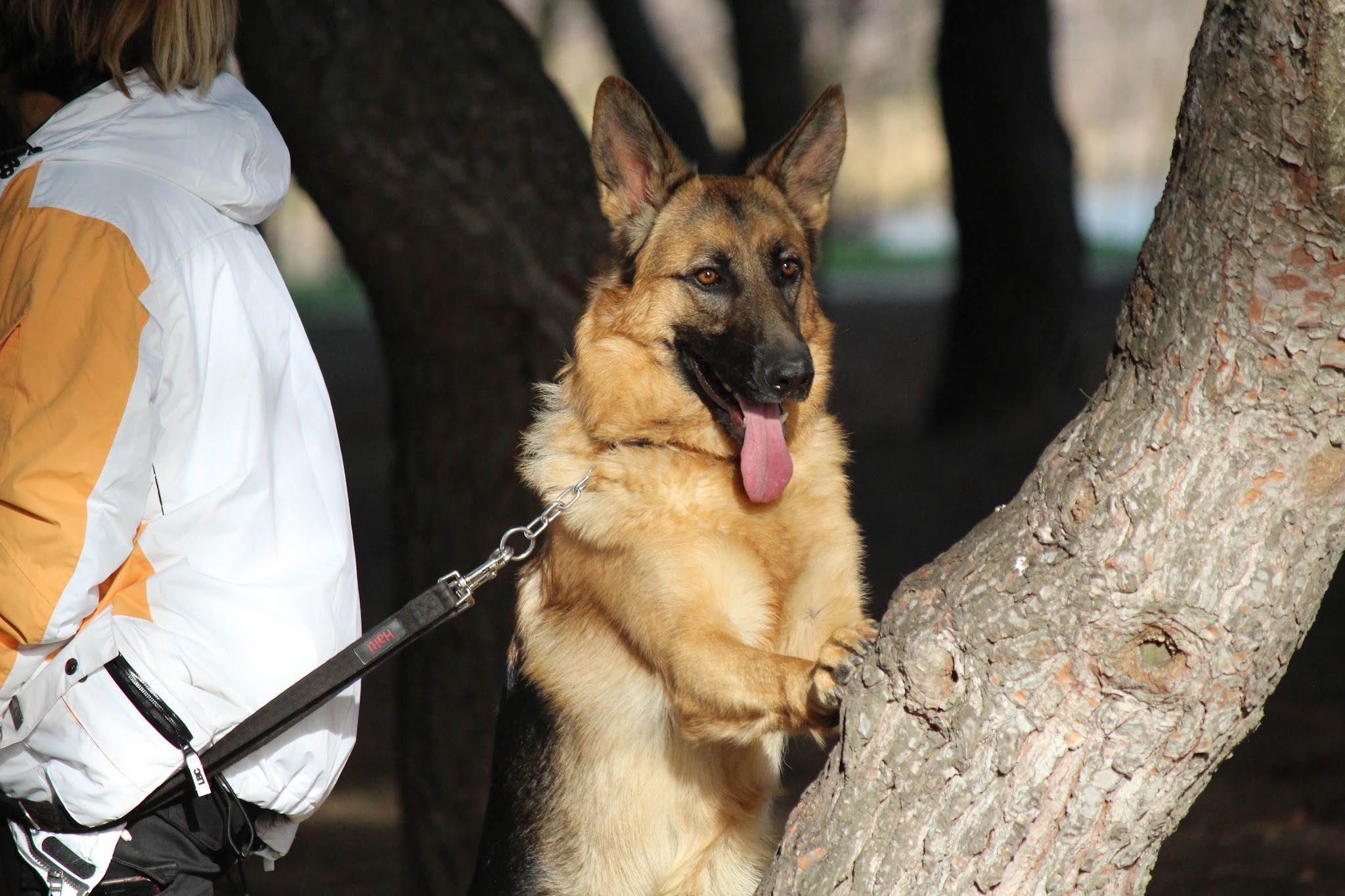 pension canine,educaninepro66, éducation dressage et formation canine — photo
