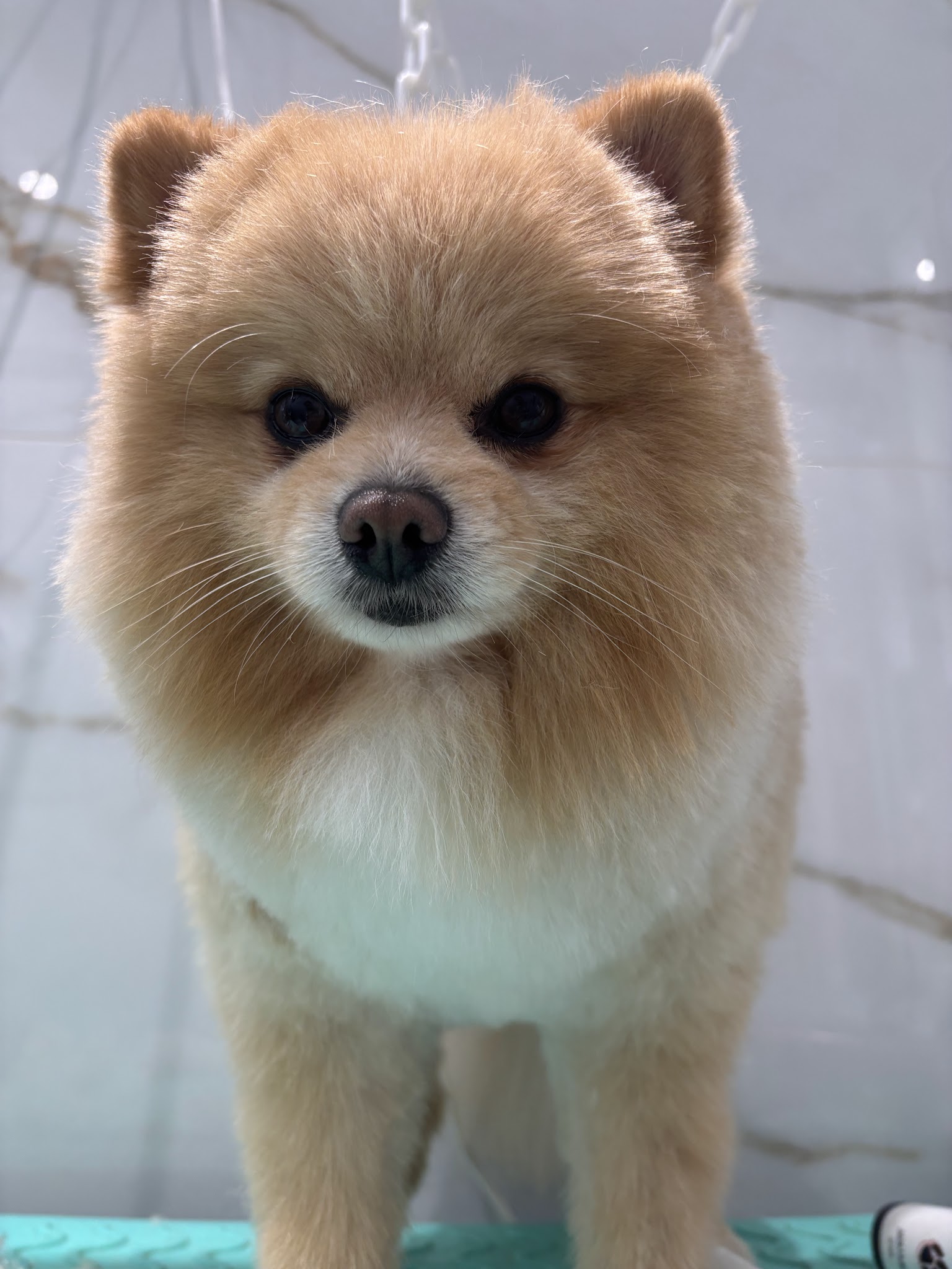 Les Bains Canins — photo