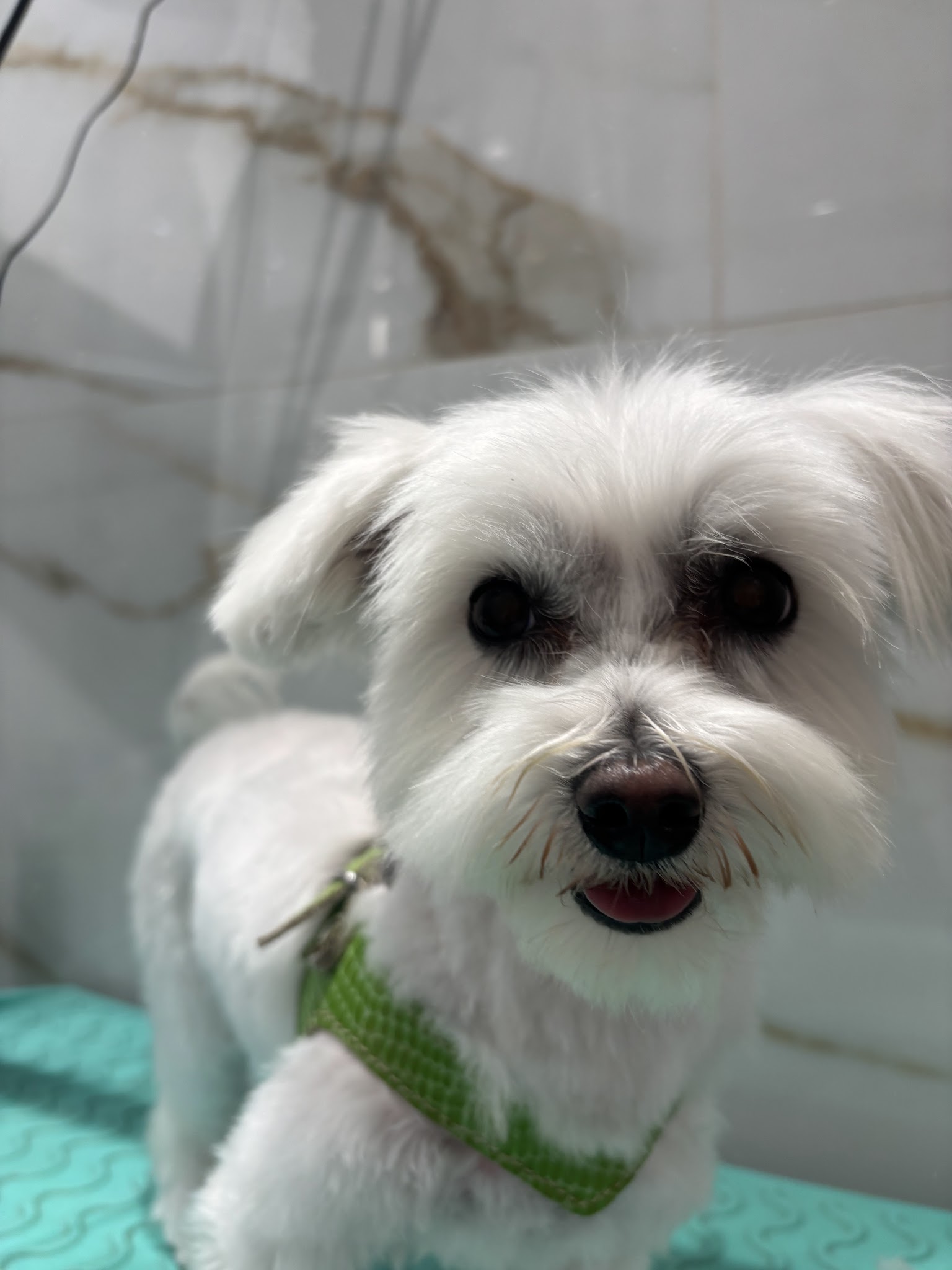 Les Bains Canins — photo