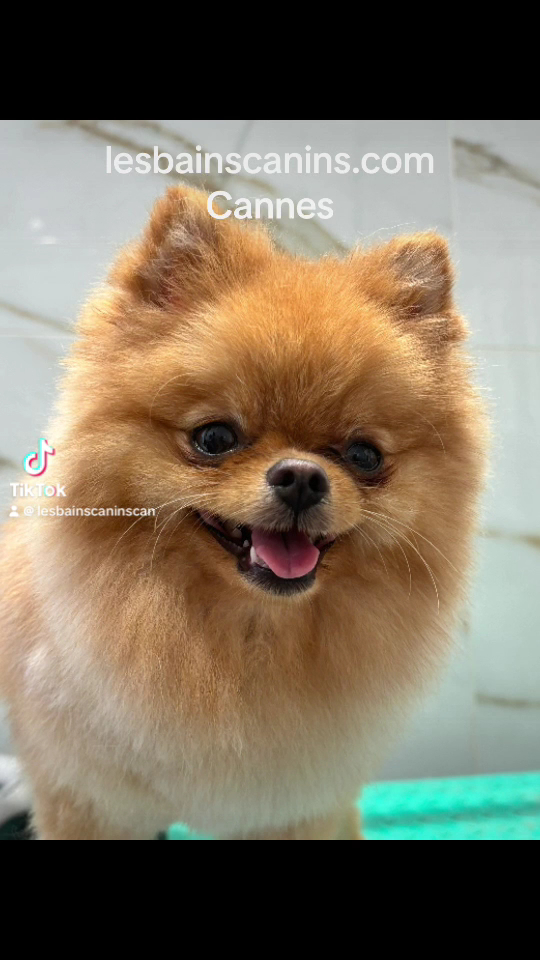 Les Bains Canins — photo