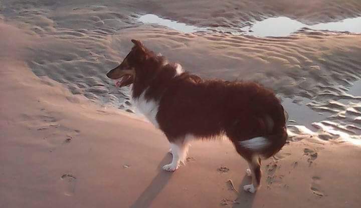 La Colo Animal's
