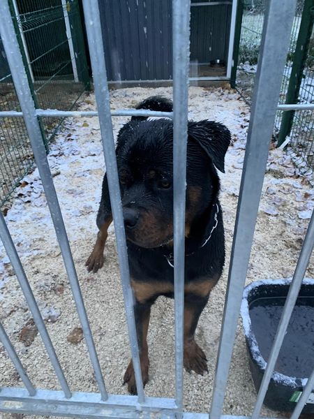 Elevage / Pension Canine Les Rotts Du Phoenix — photo