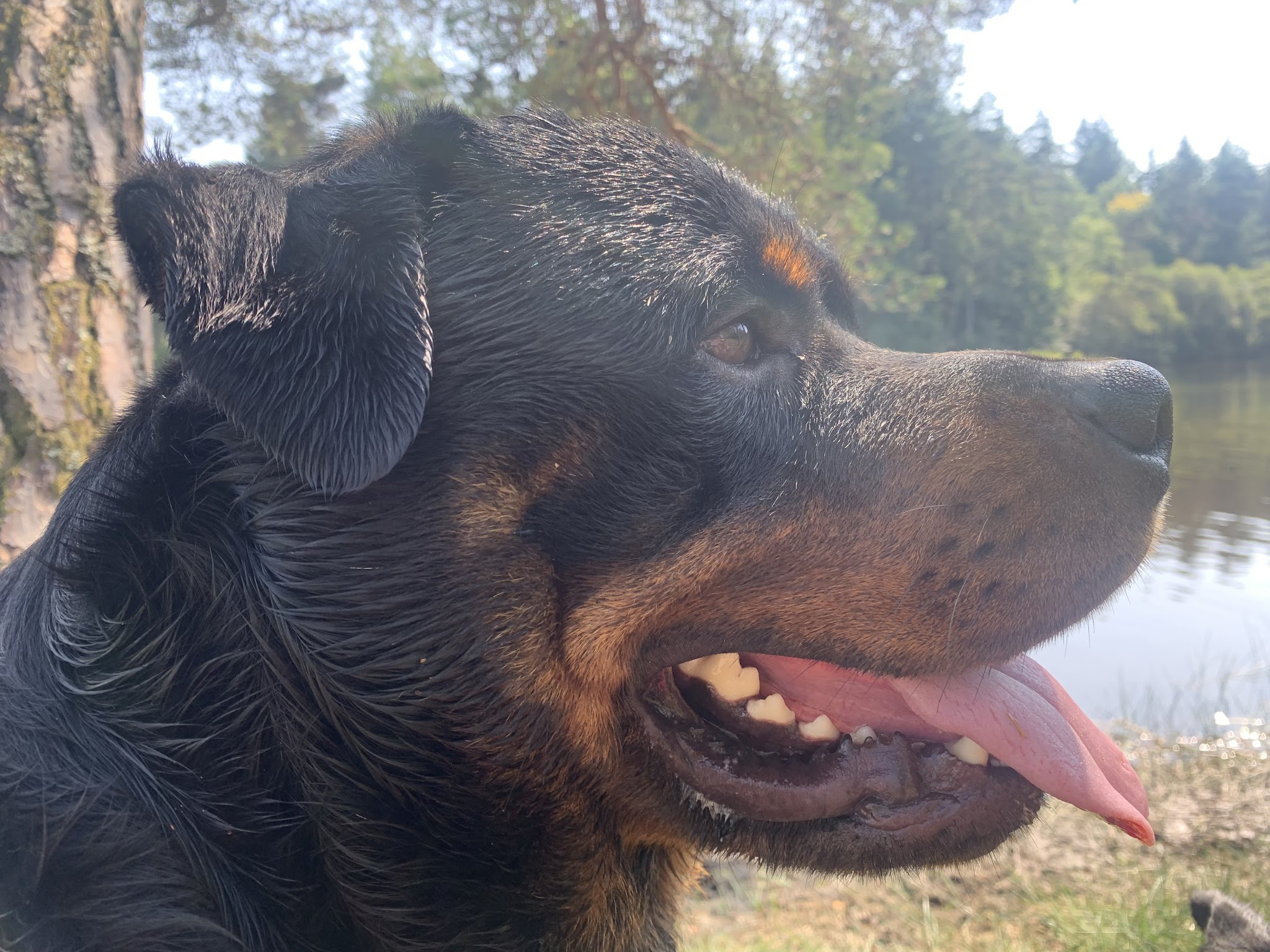 Elevage / Pension Canine Les Rotts Du Phoenix — photo