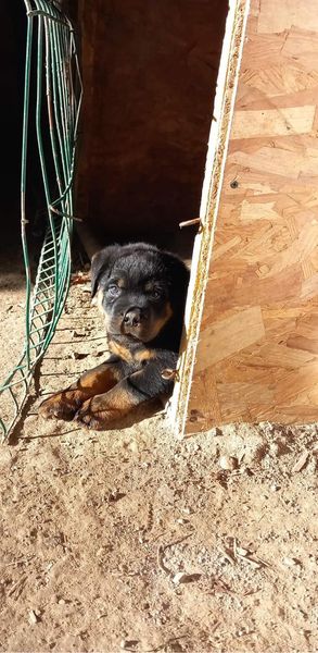 Elevage / Pension Canine Les Rotts Du Phoenix — photo