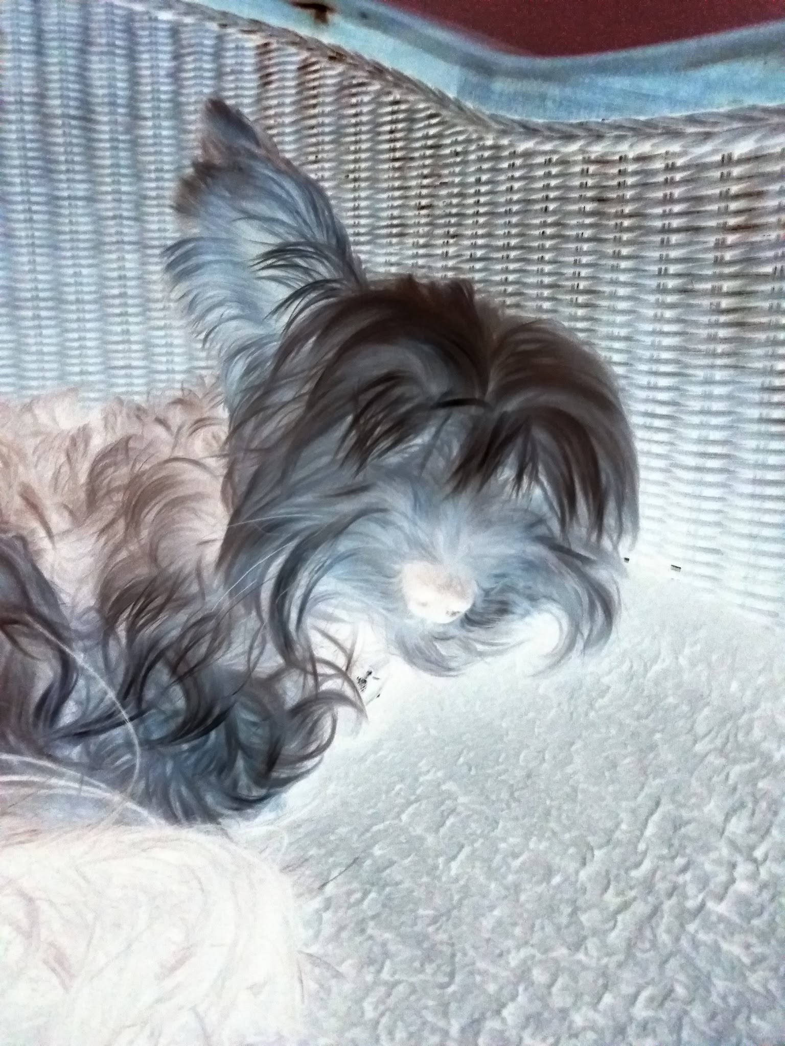 "Véro animaux services" — photo