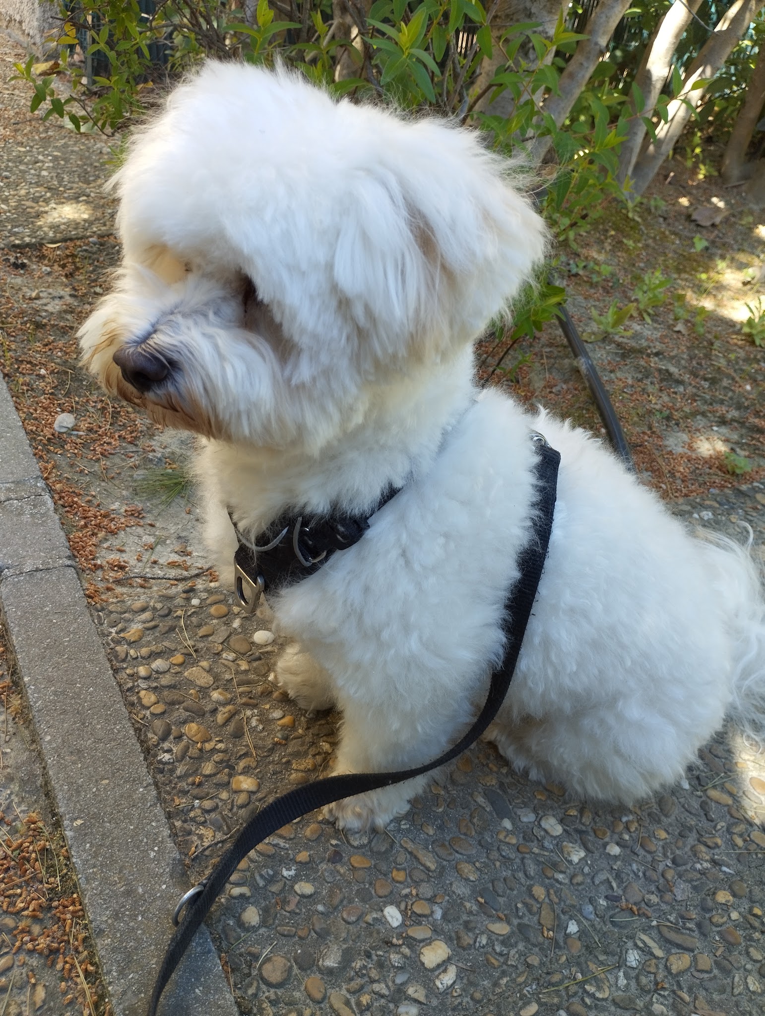 Le Sens Du Chien — photo