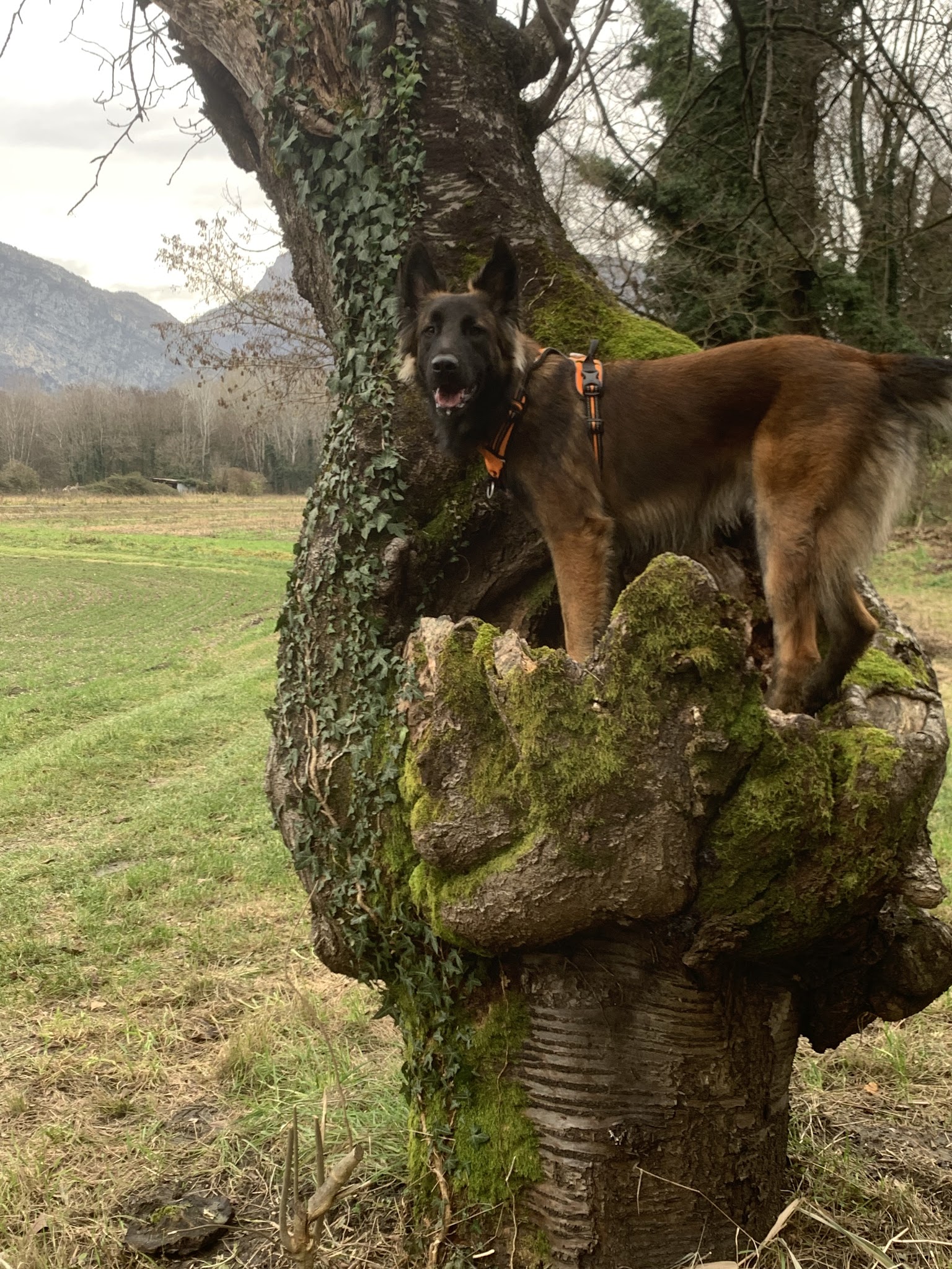 Le Sens Du Chien — photo