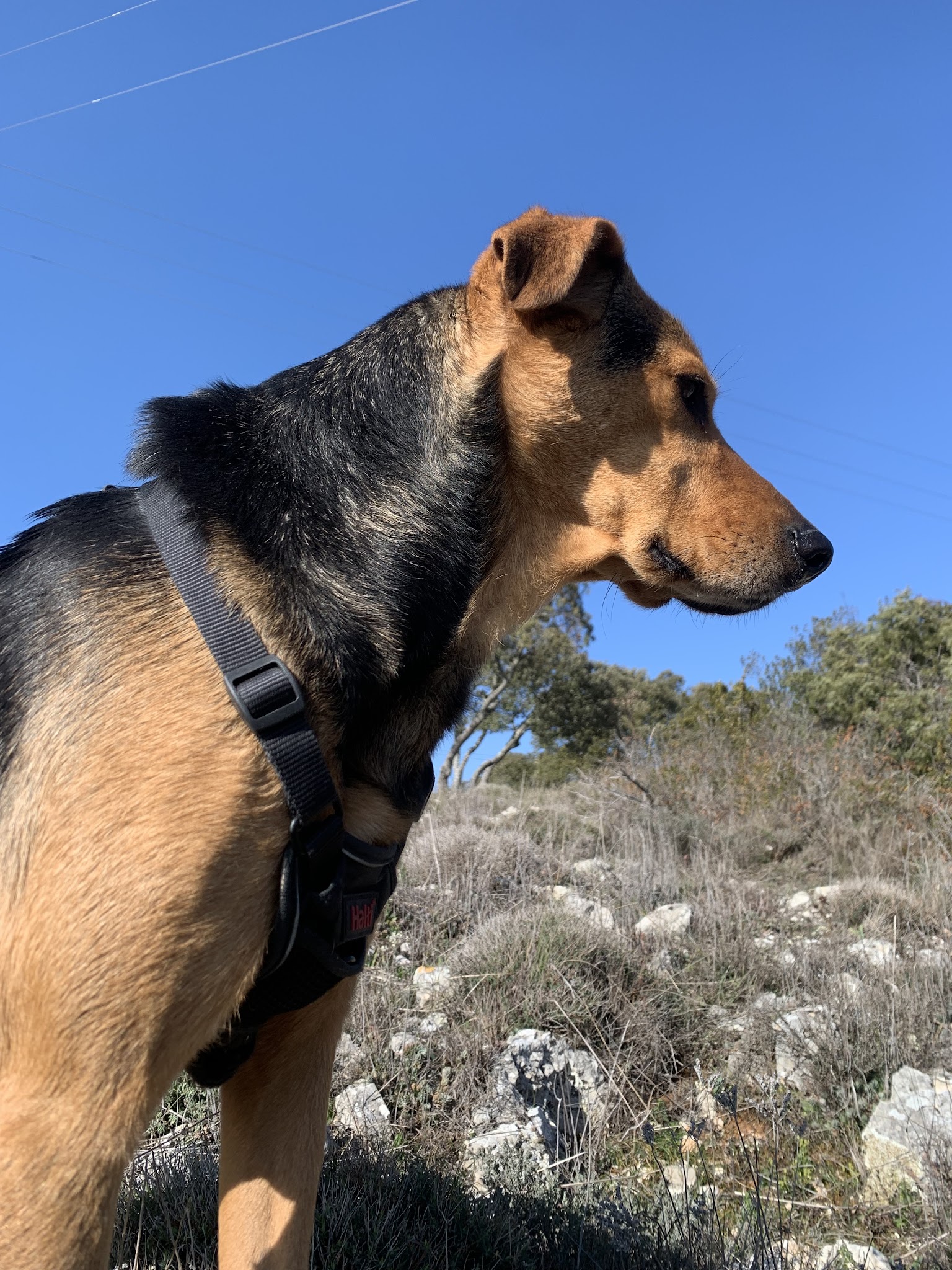 Le Sens Du Chien — photo