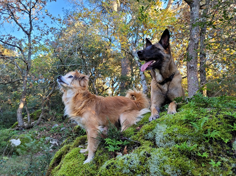 Le Sens Du Chien — photo