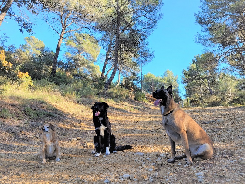 Le Sens Du Chien