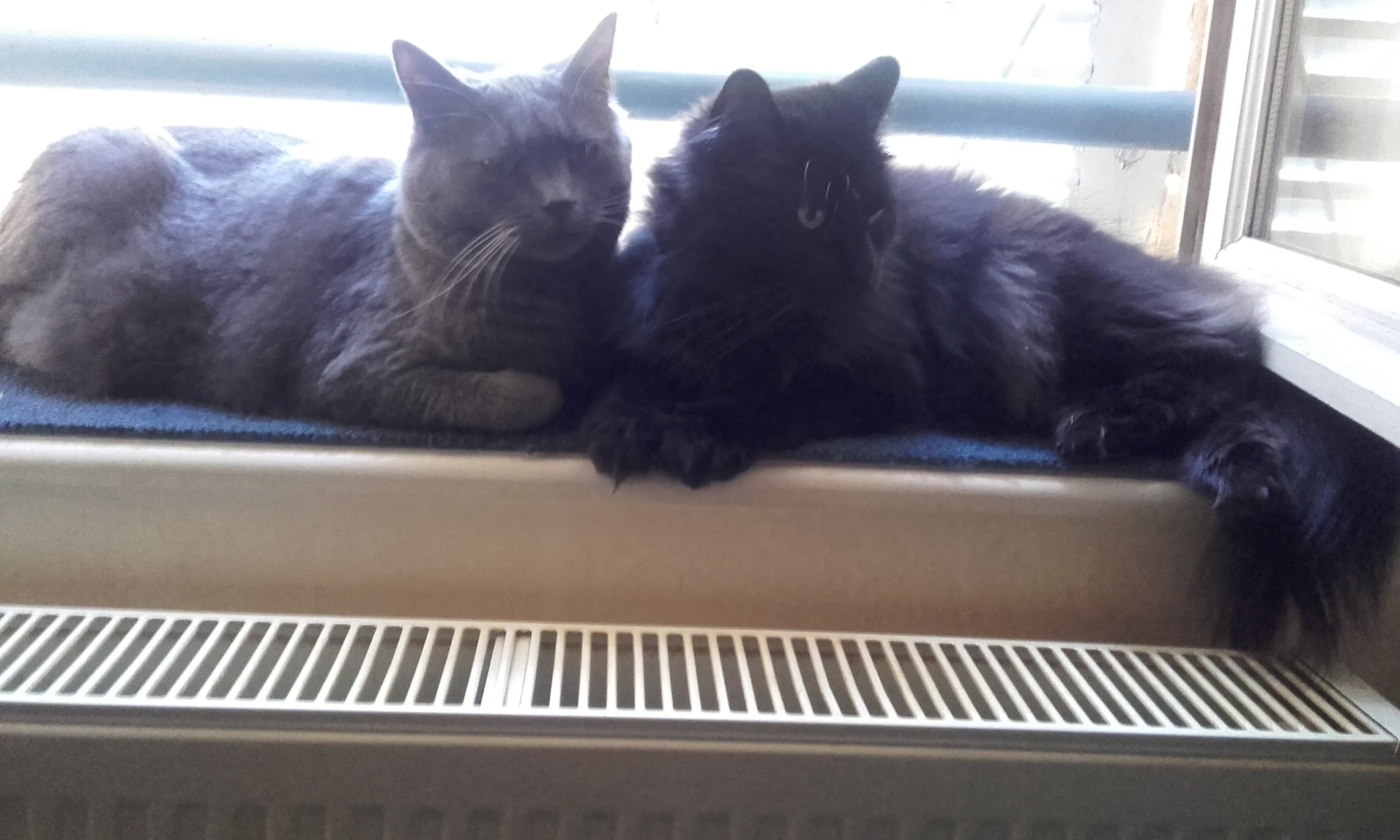 MiaouWawa AL a maison - Anne Laure Le Blanc (EI) - petsitter — photo