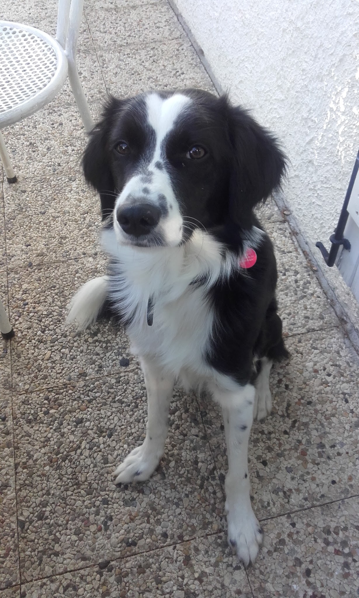 MiaouWawa AL a maison - Anne Laure Le Blanc (EI) - petsitter — photo